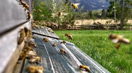 Bienen landen und starten auf einem Bienenkasten